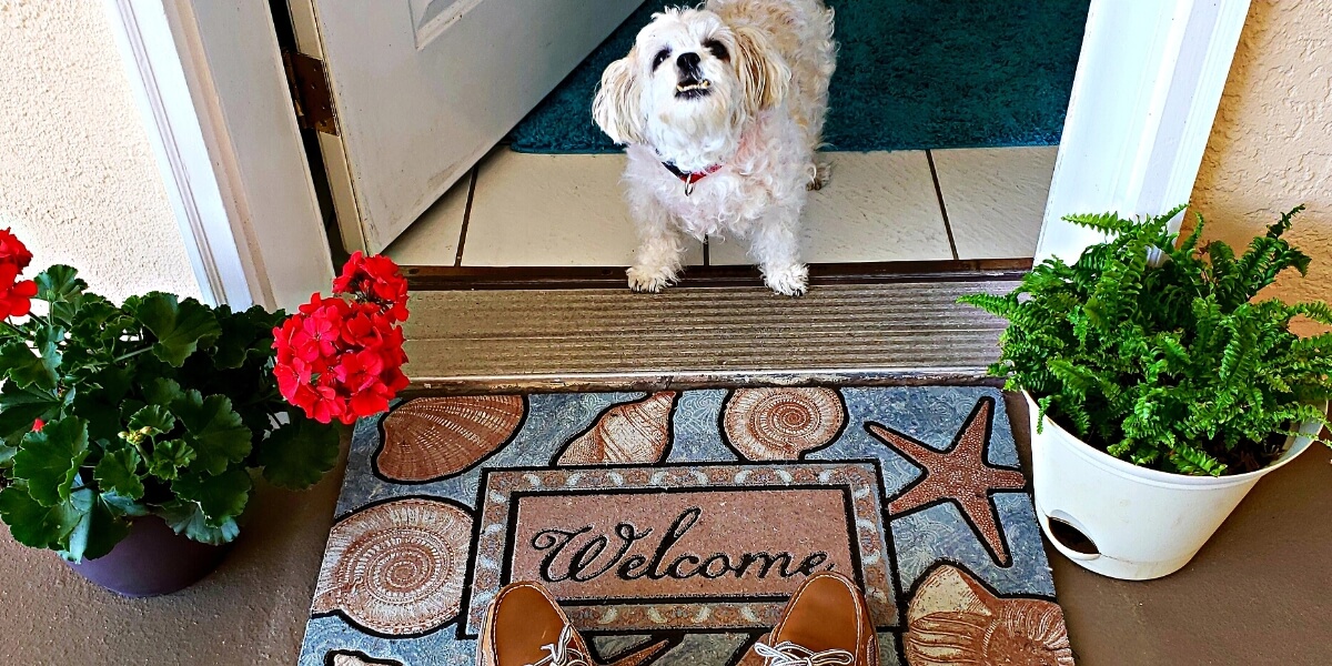 Dog standing at a timber door with welcome mat