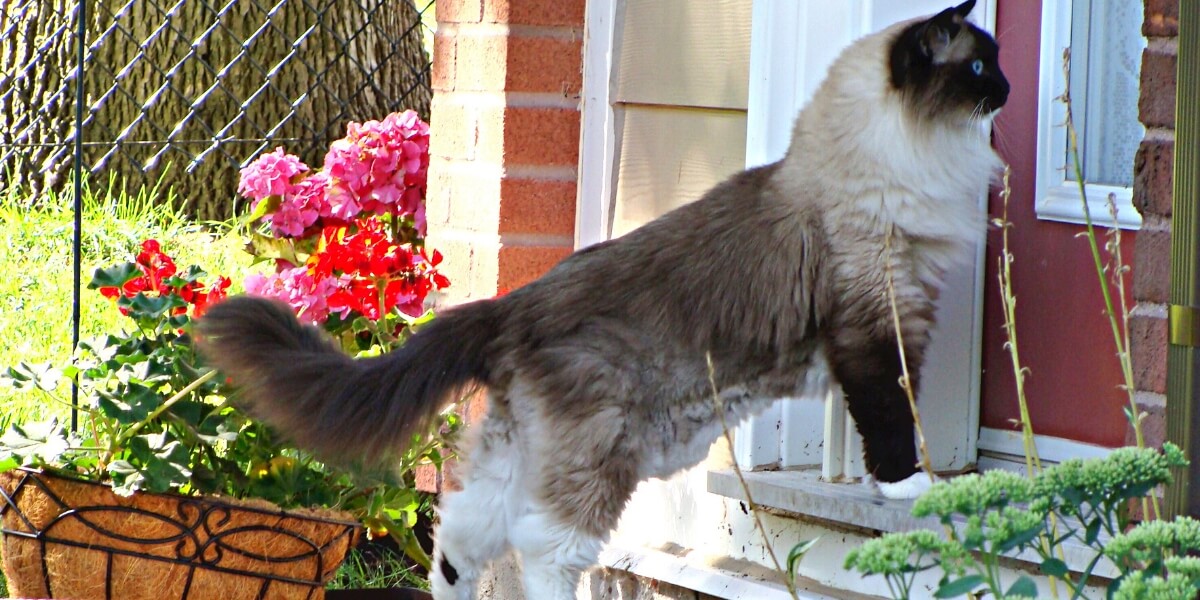 Cat wanting to come inside with fence the background