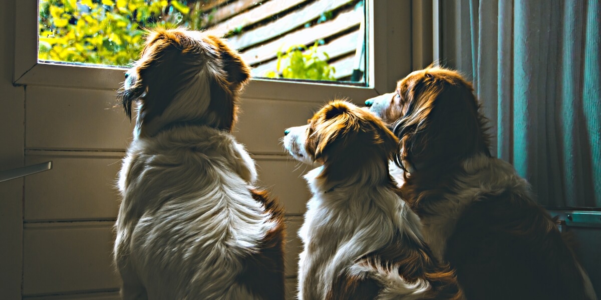 3 dogs looking at a door